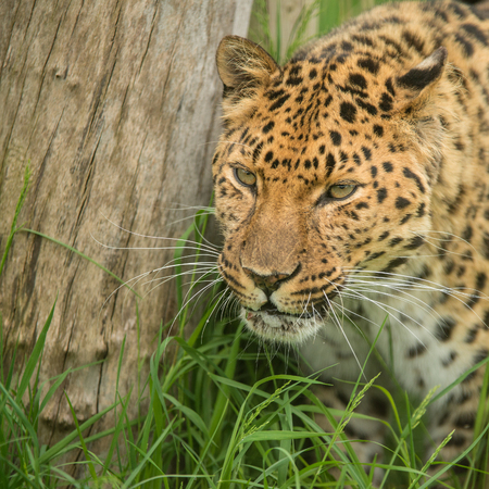 Stunning close up portrait of Jaguar panthera onca in colorful vibrant landscape