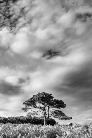 Beautiful Summer sunset landscape image of Bratley View in New Forest National Park England  black and white imageの写真素材