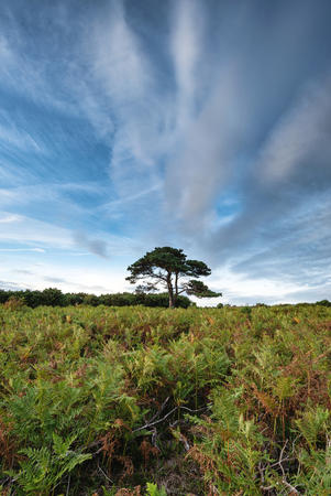 Beautiful Summer sunset landscape image of Bratley View in New Forest National Park Englandの写真素材