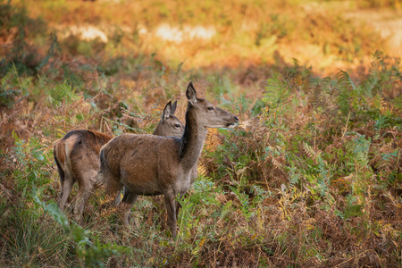 Beautiful portrait of red deer hind in colorful Autumn forest landscapeの写真素材