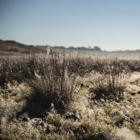 Beautiful sunrise orange glow through misty conditions in the landscape of Dartmoorの写真素材