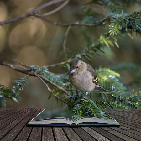 Beautiful portrait of female Chaffinch Fringilla Coelebs in tree in woodland coming out of pages of open story bookの写真素材