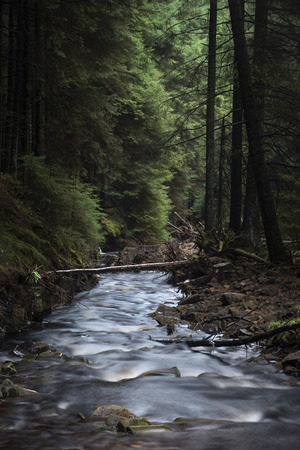 Beautiful dramatic landscape image of small brook flwoing through pine trees in Peak District in Englandの写真素材