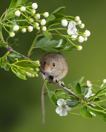Cute harvest mice micromys minutus on white flower foliage with neutral green nature backgroundの写真素材