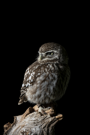 Beautiful portrait of Little Owl Athena Noctua in studio setting with black background and dramatic lightingの写真素材