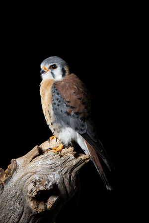 Beautiful portrait of American Kestrel Falconidae in studio setting on black background with dramatic lightingの写真素材