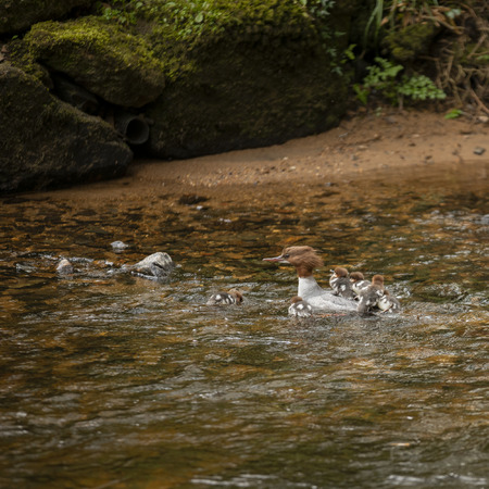 Female Gossander Mergus Merganser and ducklings swimming on River Teign in England in Springの写真素材
