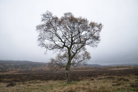 Beautiful vibrant Autumn Fall landscape in foggy Peak District in Englandの写真素材