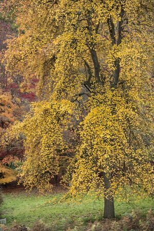 Stunning colorful vibrant Autumn Fall forest woodland landscape detail in English countryside