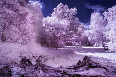 Beautiful infra red landscape image of forest in English countryside in Summer with false color processingの写真素材