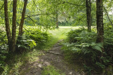 Beautiful Summer landscape image of lush green forest trees and foliage in English countrysideの写真素材