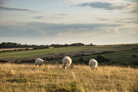 Beautiful Summer evening landscape image of sheep grazing in English countrysideの写真素材
