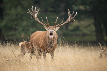 Beautiful red deer stag Cervus Elaphus in Autumn Fall woodland landscape during the rut mating sesonの写真素材