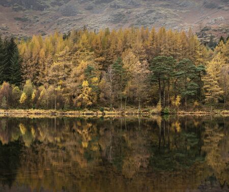 Stunning vibrant Autumn Fall landscape image of Blea Tarn with golden colors reflected in lakeの写真素材