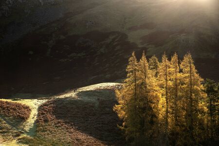 Epic Autumn Fall landscape of backlit larch trees in valleys of Sleet Fell and Howstead Brow in Lake District viewed from Hallin Fellの写真素材