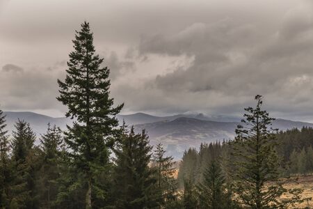 Beautiful Autumn Fall landscape of larch tree and pine tree forest in the Lake Districtの写真素材