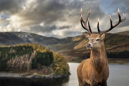 Epic Autumn Fall landscape of Hawes Water with red deer stag Cervus Elpahus in foregroundの写真素材