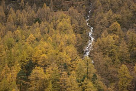 Beautiful Autumn Fall landscape of larch tree forest with river and waterfall flowing through from top to bottom of imageの写真素材