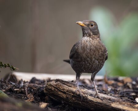Female Blackbird Turdus Merula on branch in Spring sunshine