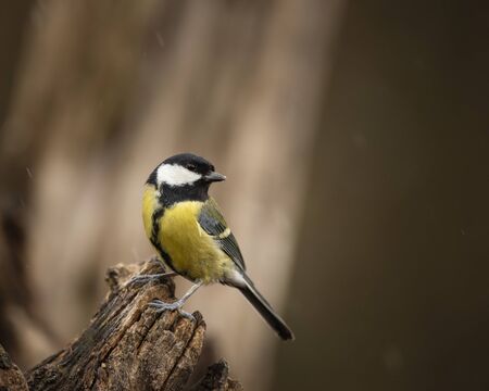 Beautiul Great Tit bird Parus Major on branch in Spring sunshine in gardenの写真素材