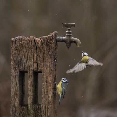 Beautiful image of Blue Tit bird Cyanistes Caeruleus on wooden post with rusty water tap in Spring sunshine and rain in gardenの写真素材