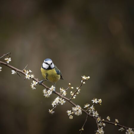 Beautiful image of Blue Tit bird Cyanistes Caeruleus on branich in Spring sunshine and rain in gardenの写真素材