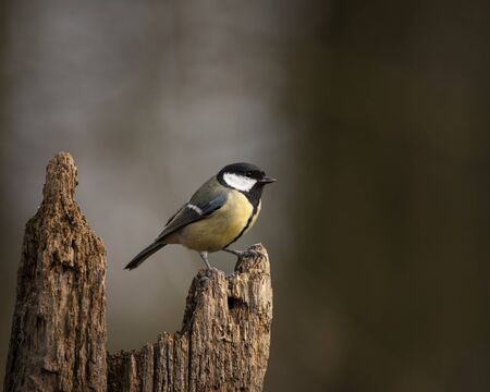Beautiul Great Tit bird Parus Major on branch in Spring sunshine in gardenの写真素材