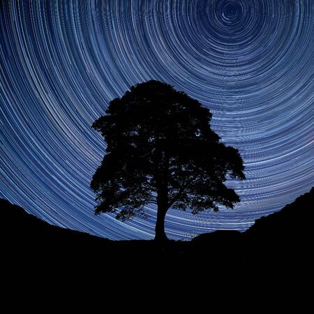 Digital composite image of star trails around Polaris with Stunning landscape image of Sycamore tree...