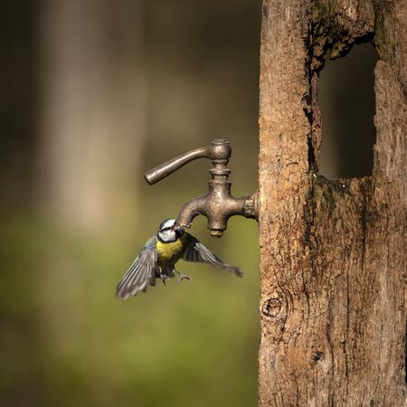 Beautiful image of Blue Tit bird Cyanistes Caeruleus on wooden post with rusty water tap in Spring sunshine and rain in gardenの写真素材