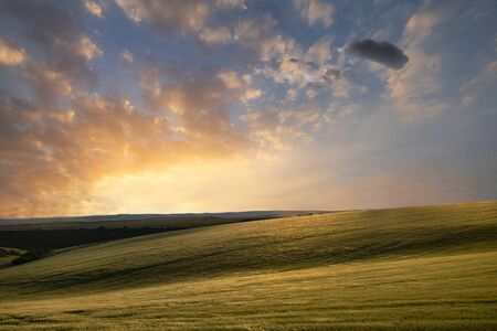 Beautiful lnadsape image of field of barley crop at sunset in English countryside