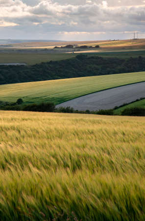 Beautiful lnadsape image of field of barley crop at sunset in English countrysideの写真素材