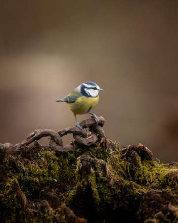 Beautiful image of Blue Tit bird Cyanistes Caeruleus on rusty chain in Spring sunshine and rain in gardenの写真素材