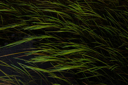 Beautiful abstract landscape image of lush green plants underwater