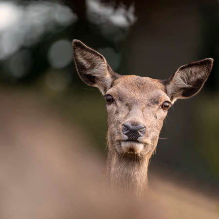 Stunning image of red deer doe in colorful woodland landscape settingの写真素材