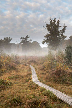 Stunning Autumn Fall forest landscape of footpath boardwalk through vibrant warm Fall colours and variety of trees in woodsの写真素材