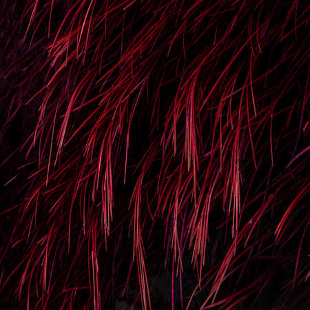 Beautiful abstract landscape image of lush green plants underwaterの写真素材