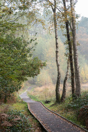 Stunning Autumn Fall forest landscape of footpath boardwalk through vibrant warm Fall colours and...
