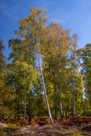 Stunning Autumn Fall landscape detail image in colorful forest in English countrysideの写真素材