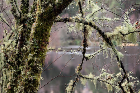 Beautiful close up of ancient moss covered tree next to Glencoe Lochan in Scottish Highlands in...