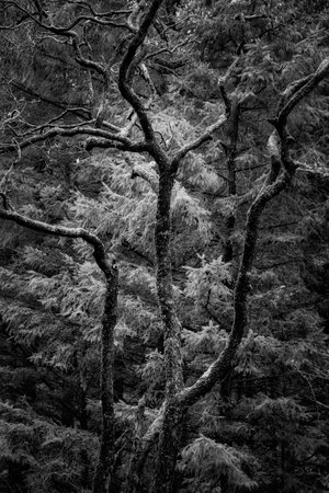 Beautiful  black and white image of ancient tree in woodland in Winter in Scotlandの写真素材