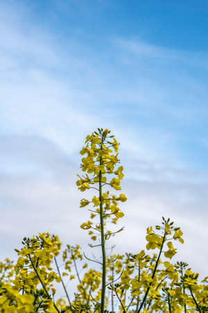Beautiful agricultural canola rapeseed field in English countryside landscape on Spring morningの写真素材