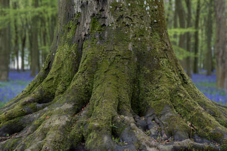 Beautiful soft Spring light in bluebell woodland with vibrant colors and dense beech trees landscapeの写真素材