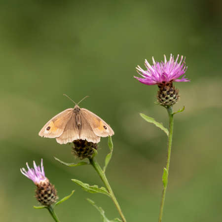 Beautiful image of Gatekeeper Pyronia Tithonus in wild flower meadow in Summer