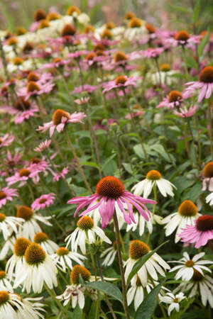 Beautiful close up macro image of Purple Coneflower Echinacea Purpurea Moench flower in English country garden landscape settingの写真素材