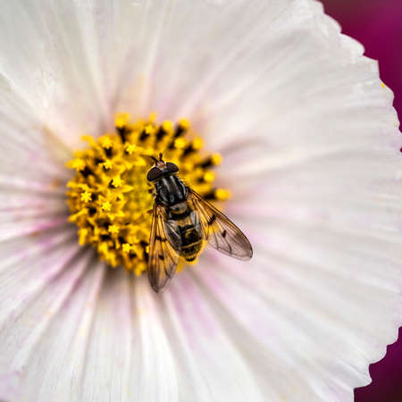 Beautifuk close up macro image of hoverfly Syrphidae Latrielle on white Aster cosmos flower in...
