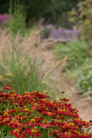 Stunning close up image of Common Sneezeweed Helenium Autumnale flower in English country garden landscape using selective focusの写真素材