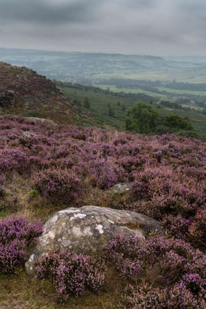 Stunning English Peak District landscape from Curbar Edge with colorful heather during late Summer sunsetの写真素材