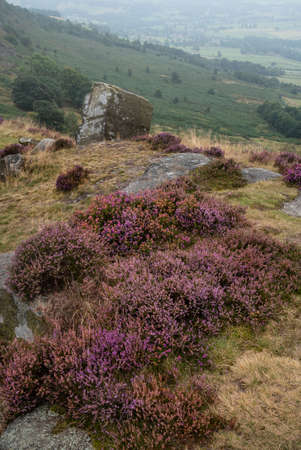 Stunning landscape image of late Summer vibrant heather at Curbar Edge in Peak District National...