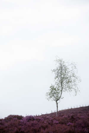 Stunning landscape image of late Summer heather at Surprise View in Peak District National Park in England with selective focus taechnigqueの写真素材