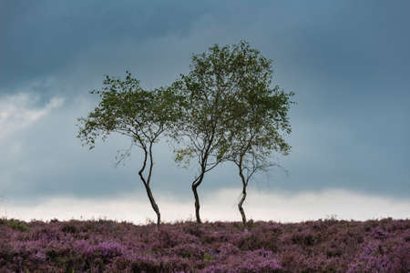 Stunning landscape image of late Summer heather at Surprise View in Peak District National Park in Englandの写真素材